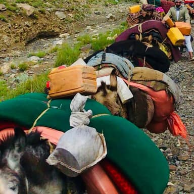 A laden pack animal on a journey through Adraskan