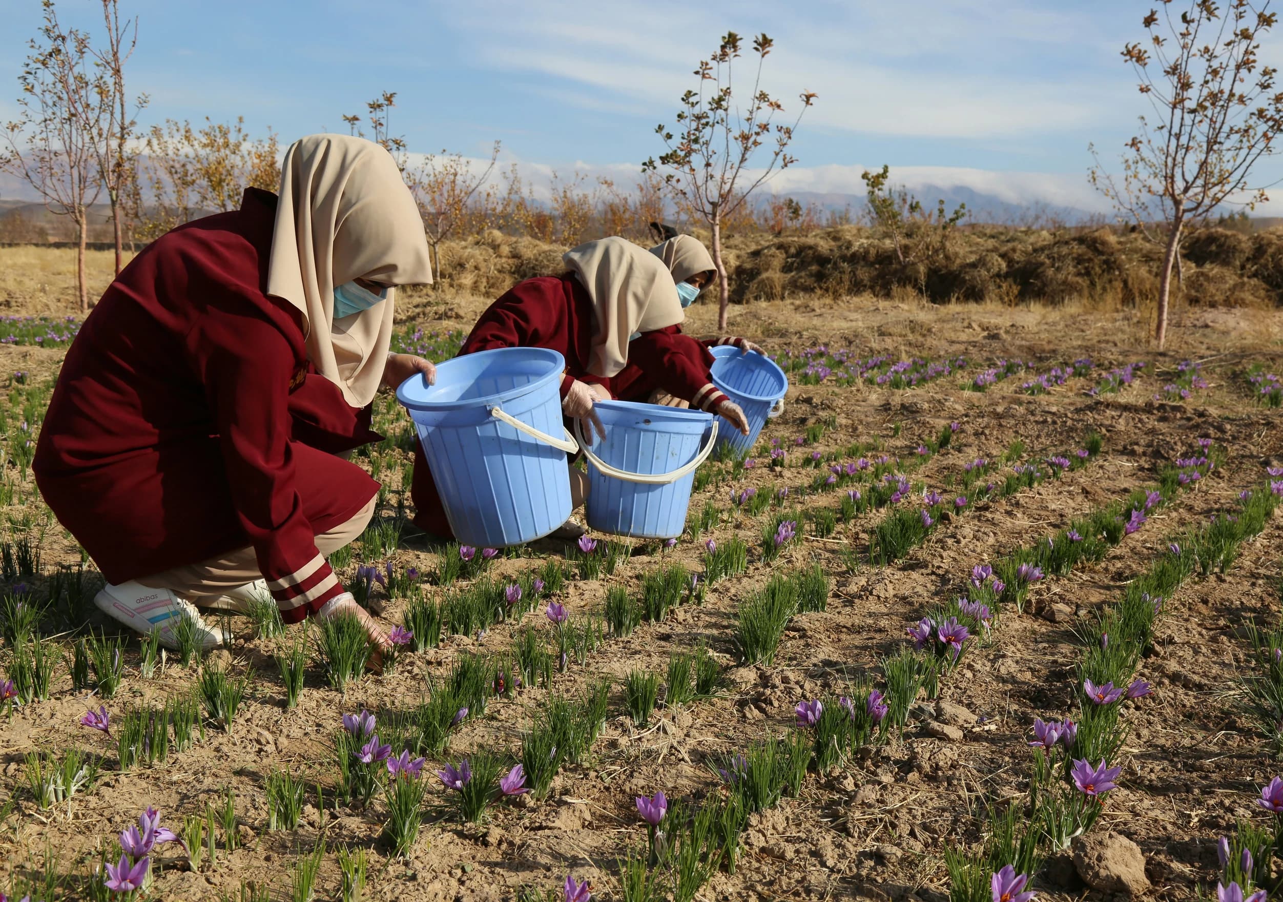 Women gathering saffron flowers in a field